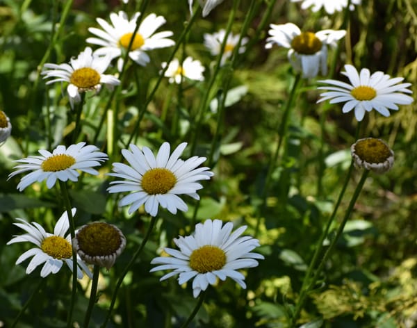 Daisies, A Petal at a Time